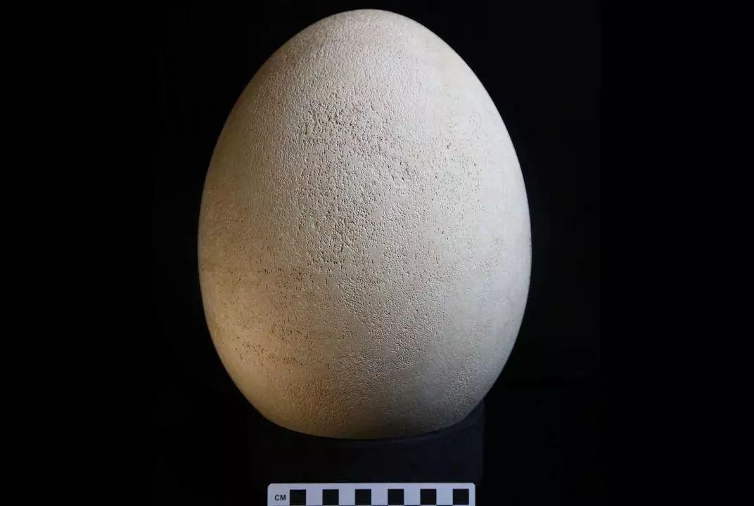 史上最委屈大象鸟蛋 被放博物馆赝品区几十年 最近才发现是真的