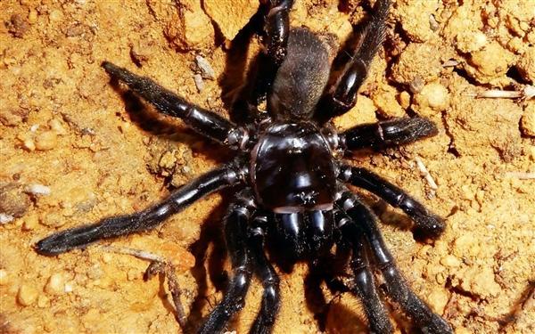 世界上最长寿的蜘蛛16号死亡：存世43年