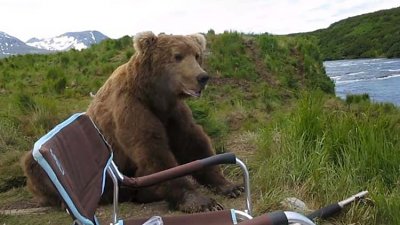 摄影师DrewHammond拍摄期间遇大熊坐隔离，样貌极萌似正享受晴朗美好的一天