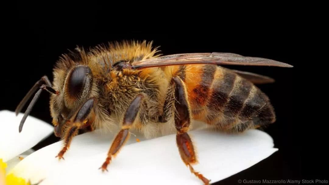 肆虐十年非洲杀人蜂哪里来？巴西科学家打开潘多拉魔盒