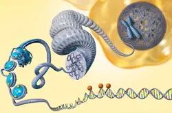 人类早期胚胎染色质调控新机制被发现|中国发现