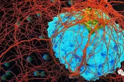 科学家发现癌细胞生存新机制 可趁其睡着再杀灭 或成有效治癌手段