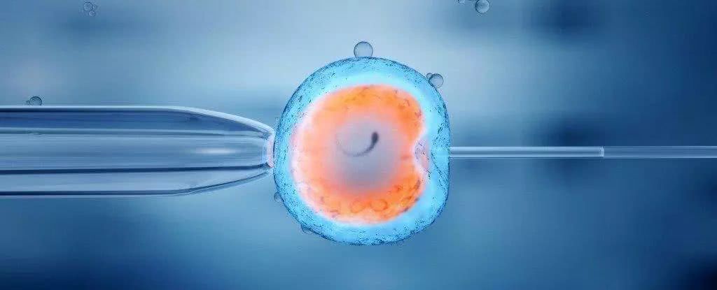 科学家首次不用精子卵子培育出小鼠人造胚胎 离克隆人又近一步