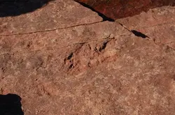犹他州游客不断将包含恐龙足迹的砂岩扔入湖中