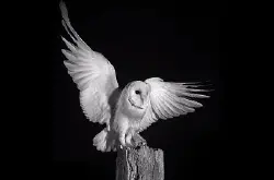为创作“星空下的猫头鹰”，英生态摄影师花4个月以红外线摄技完成作品