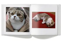 新版GoogleLens也太聪明猫狗一拍就知道还能判断品种