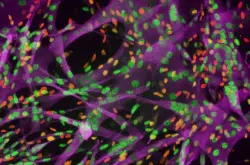 最新细胞重编程法促进受伤小鼠肌肉再生