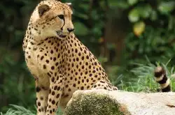 leopard panther！英语中的豹到底是panther、puma还是leopard？