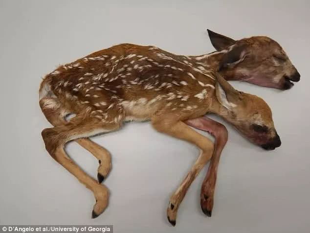 美国森林发现史上第一只足月双头鹿 它原来长这样