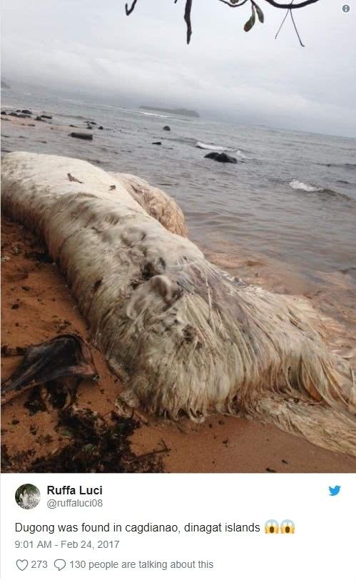 神秘 20英尺长的神秘海洋生物菲律宾海滩被捕捞