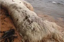 神秘 20英尺长的神秘海洋生物菲律宾海滩被捕捞