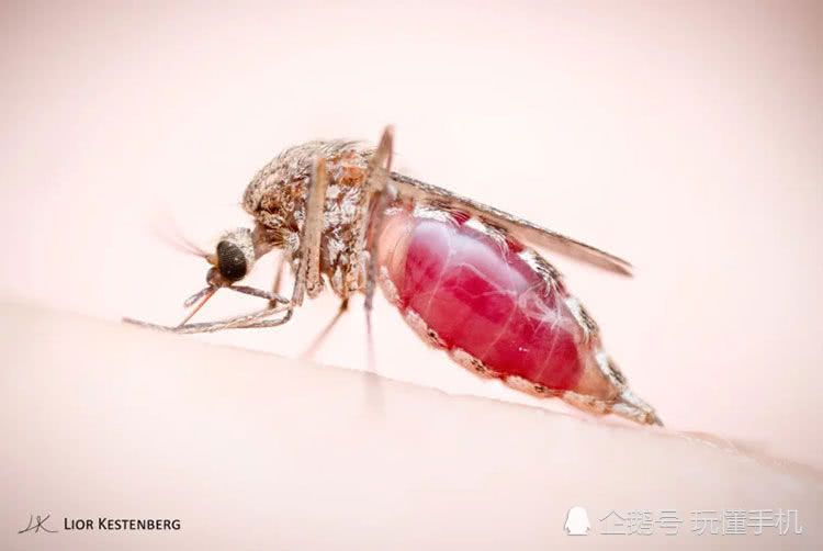 年轻摄影师为了拍摄蚊子 以身犯险和蚊子亲密接触