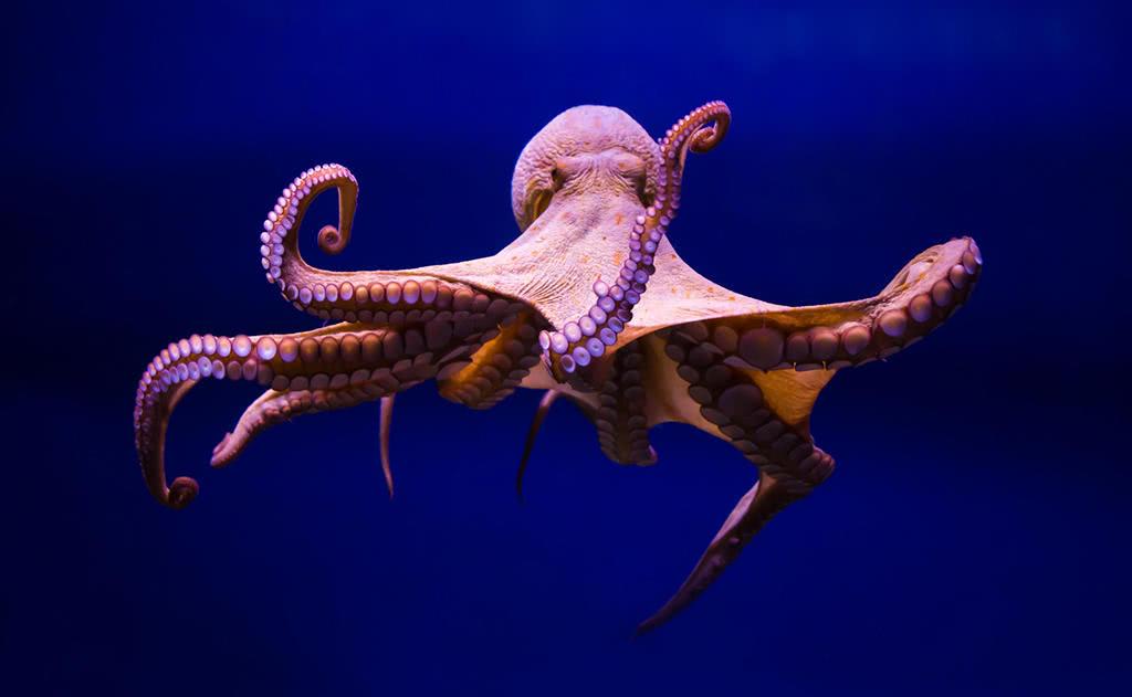章鱼不是地球生物？33名科学家认为它们在5.4亿年前来自外太空