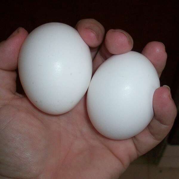 鸡蛋、鸭蛋禽蛋芬普尼标准4月放宽芬普尼可怕小知识报你知