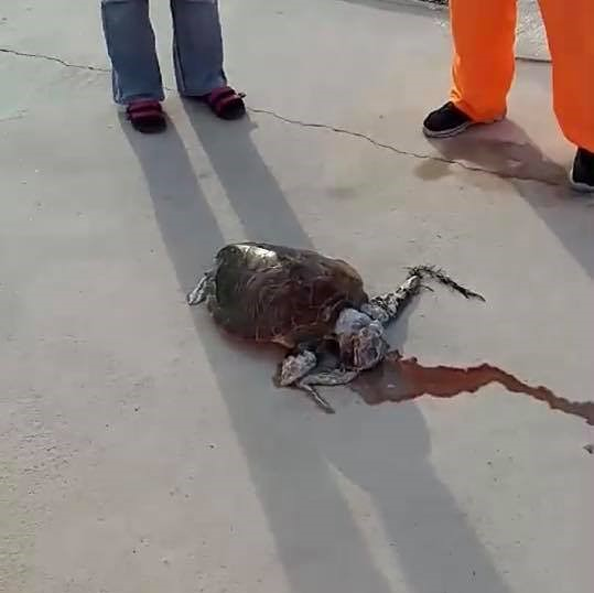 不要再来一次！触目惊心！误食垃圾而吐血身亡的澎湖海龟