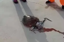 不要再来一次！触目惊心！误食垃圾而吐血身亡的澎湖海龟
