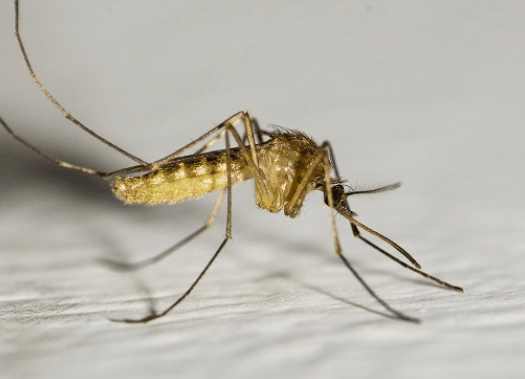 蚊子最爱吸哪一类人的血？科学家深入研究 最终揭开谜底