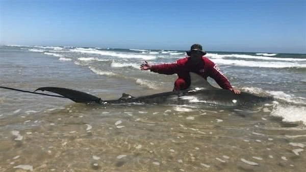 没想到 国外垂钓者成功钓到一条3.4米长的虎鲨