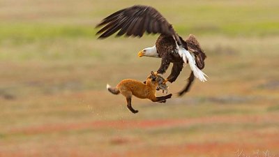 【争夺大战】赤狐口叼猎物被从天而降美洲鹰抢走，被野生摄影师全程纪录