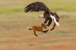 【争夺大战】赤狐口叼猎物被从天而降美洲鹰抢走，被野生摄影师全程纪录
