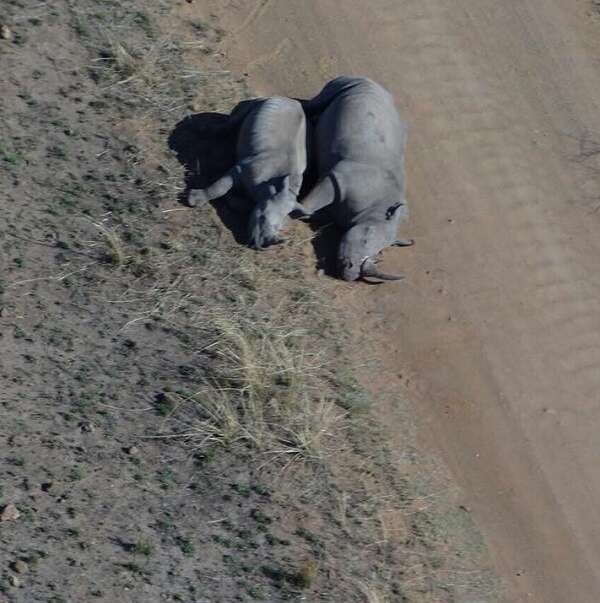 南非犀牛母子遭杀害！全球犀牛正面临严重的盗猎威胁