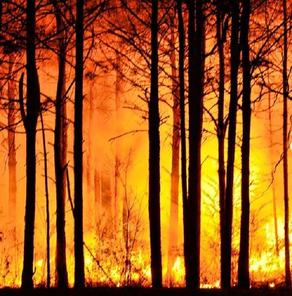 葡萄牙森林大火致多人伤亡，关于森林大火你知多少？