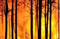 葡萄牙森林大火致多人伤亡，关于森林大火你知多少？
