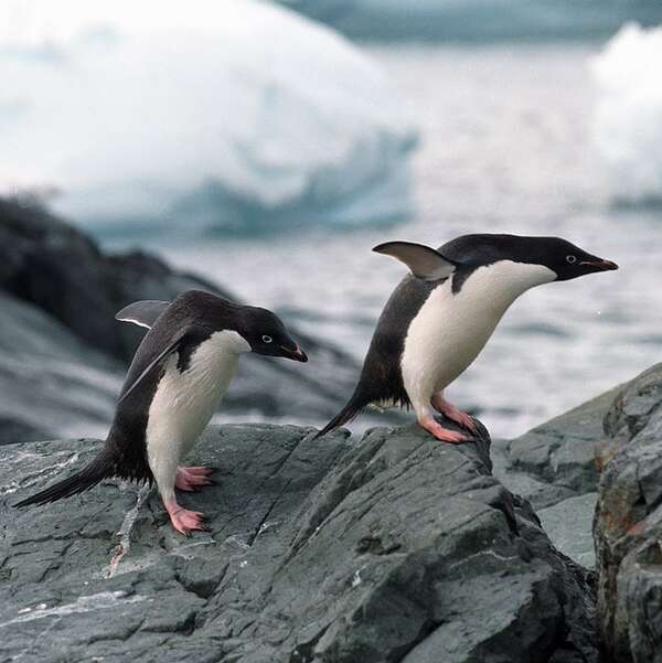 生态噩耗！等不到食物，数以千计的小企鹅只剩2只存活