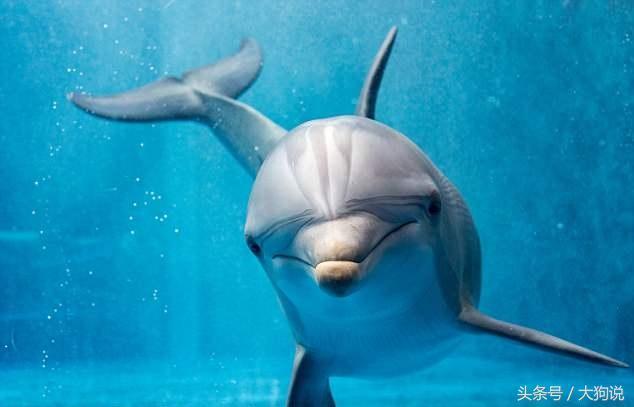 圈养海豚在泳池里过得开心吗？科学家告诉你：开心