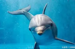 圈养海豚在泳池里过得开心吗？科学家告诉你：开心