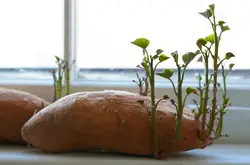 马铃薯发芽还可吃吗?