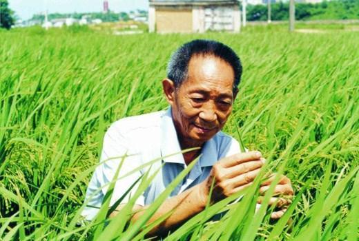 袁隆平团队沙漠种植海水稻成功
