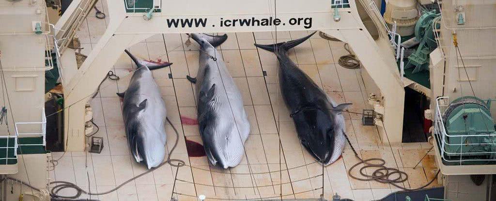 惨痛 日本一口气屠鲸333头 其中122头母鲸已怀孕 114头尚未成熟