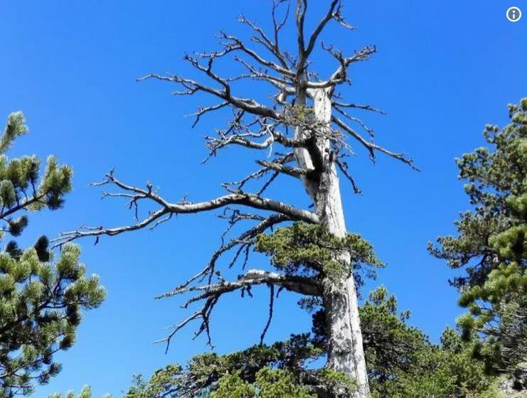 欧洲最古老的树竟有1230岁 难道成精了吗？