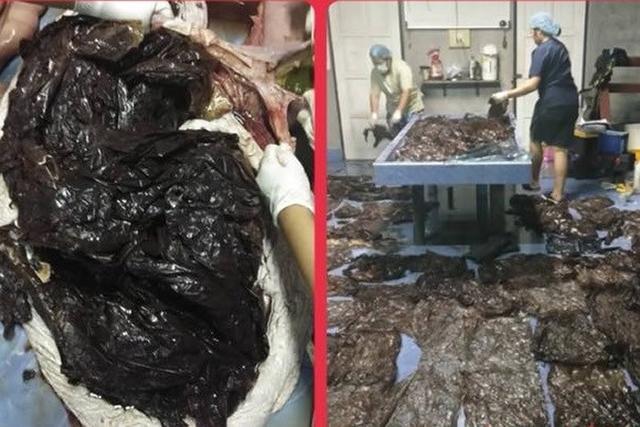 短肢领航鲸搁浅泰国的塔普潜湾海边尸体肚子里面有80几个塑料袋