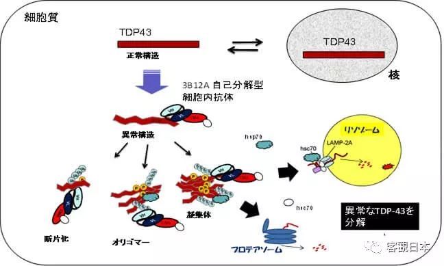 渐冻症有望被治愈 日本开发成功新的治疗性抗体