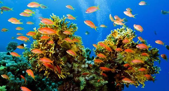 阿联酋将在沿岸打造全球最大的人造珊瑚礁