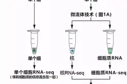 日本成功开发出单个细胞的RNA分离法