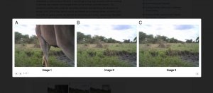 科学家用AI辨识野生动物，标记320万张图片省下8.4年时间