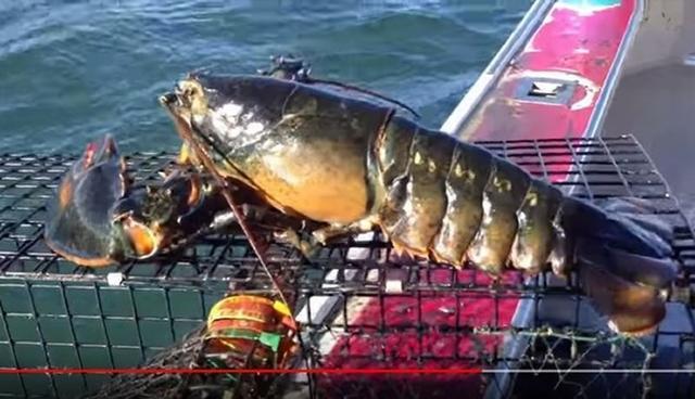 美国缅因州渔民捕到巨无霸怀孕龙虾船长为生态永续放回海里