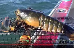 美国缅因州渔民捕到巨无霸怀孕龙虾船长为生态永续放回海里