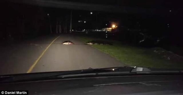 美国南卡罗莱纳州公路一条大短吻鳄把血淋淋的动物尸体咬住叼回水中