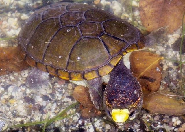 墨西哥发现身长仅10厘米的新品种濒危迷你乌龟沃格特动胸龟