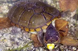 墨西哥发现身长仅10厘米的新品种濒危迷你乌龟沃格特动胸龟