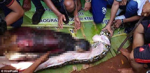 印度尼西亚苏拉威西岛8米长蟒蛇生吞女子被剖腹