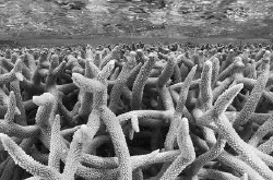 大堡礁3万年经历5次生死