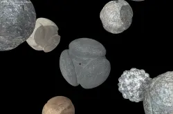 这些5000年前神秘的石球一直困扰著考古学家