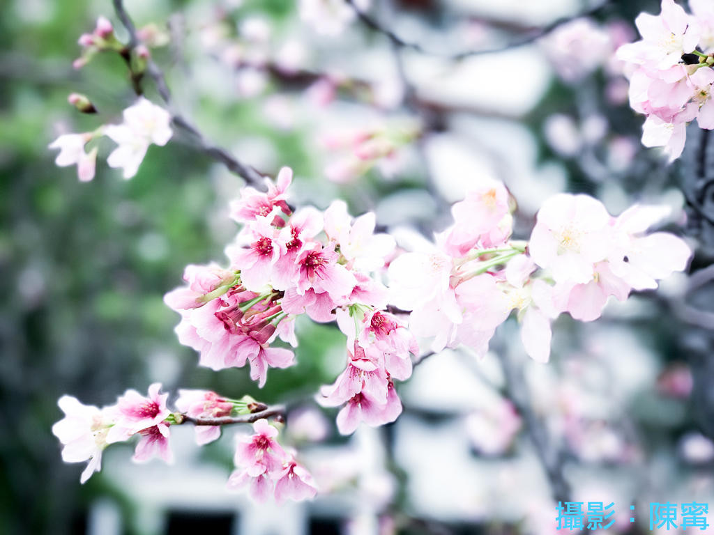 [摄影小教室]手机也能拍美照（4）免出国拍出假装去日本玩的“日系樱花照”