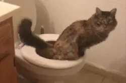 神奇 猫咪竟然能像人类一样上厕所 这可惊呆主人