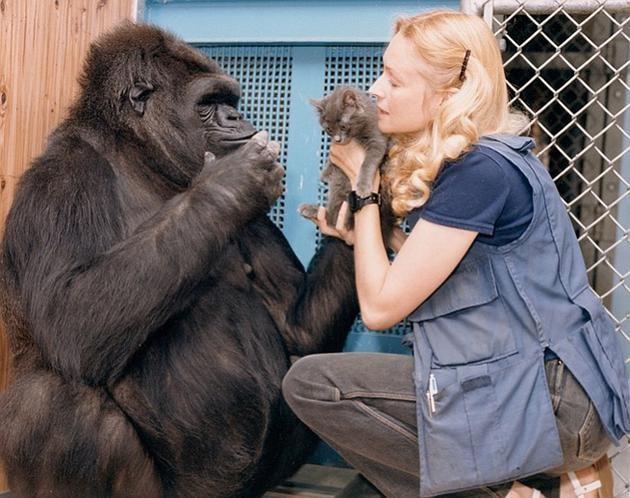 最受人喜爱的大猩猩可可离世：能用手语与人交流